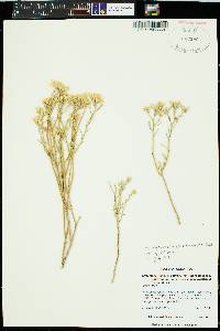 Ericameria nauseosa var. bigelovii image