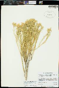 Ericameria nauseosa var. bigelovii image