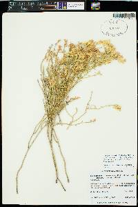 Ericameria nauseosa var. bigelovii image