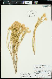 Ericameria nauseosa var. bigelovii image