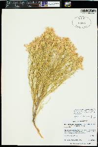 Ericameria nauseosa var. bigelovii image