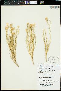 Ericameria nauseosa var. bigelovii image