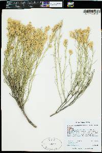 Ericameria nauseosa var. bigelovii image