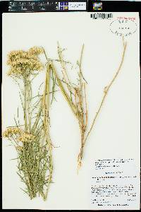 Ericameria nauseosa var. graveolens image