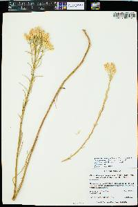 Ericameria nauseosa var. graveolens image