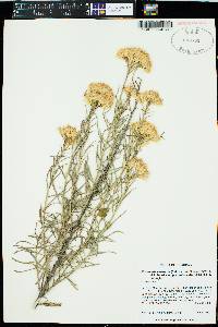 Ericameria nauseosa var. graveolens image