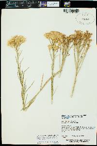 Ericameria nauseosa var. graveolens image