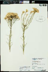 Ericameria nauseosa var. graveolens image