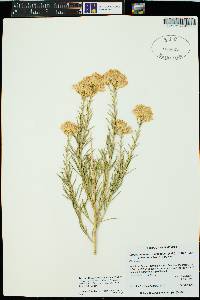 Ericameria nauseosa var. graveolens image