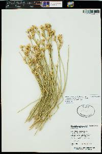 Ericameria nauseosa var. graveolens image