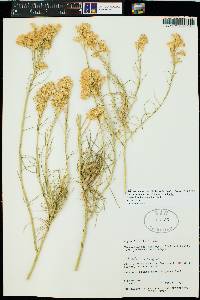 Ericameria nauseosa var. graveolens image