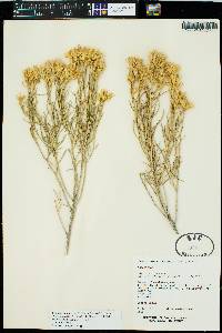 Ericameria nauseosa var. hololeuca image