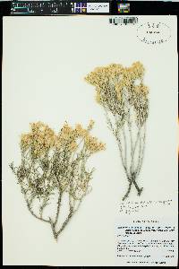 Ericameria nauseosa var. hololeuca image