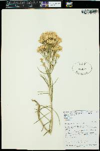 Ericameria nauseosa var. hololeuca image