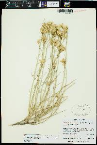 Ericameria nauseosa var. juncea image