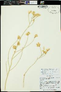 Ericameria nauseosa var. juncea image