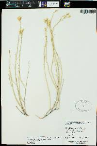 Ericameria nauseosa var. juncea image