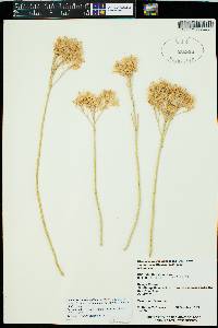 Ericameria nauseosa var. latisquamea image