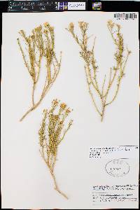 Ericameria nauseosa var. juncea image