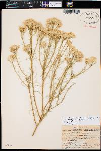 Ericameria nauseosa var. oreophila image