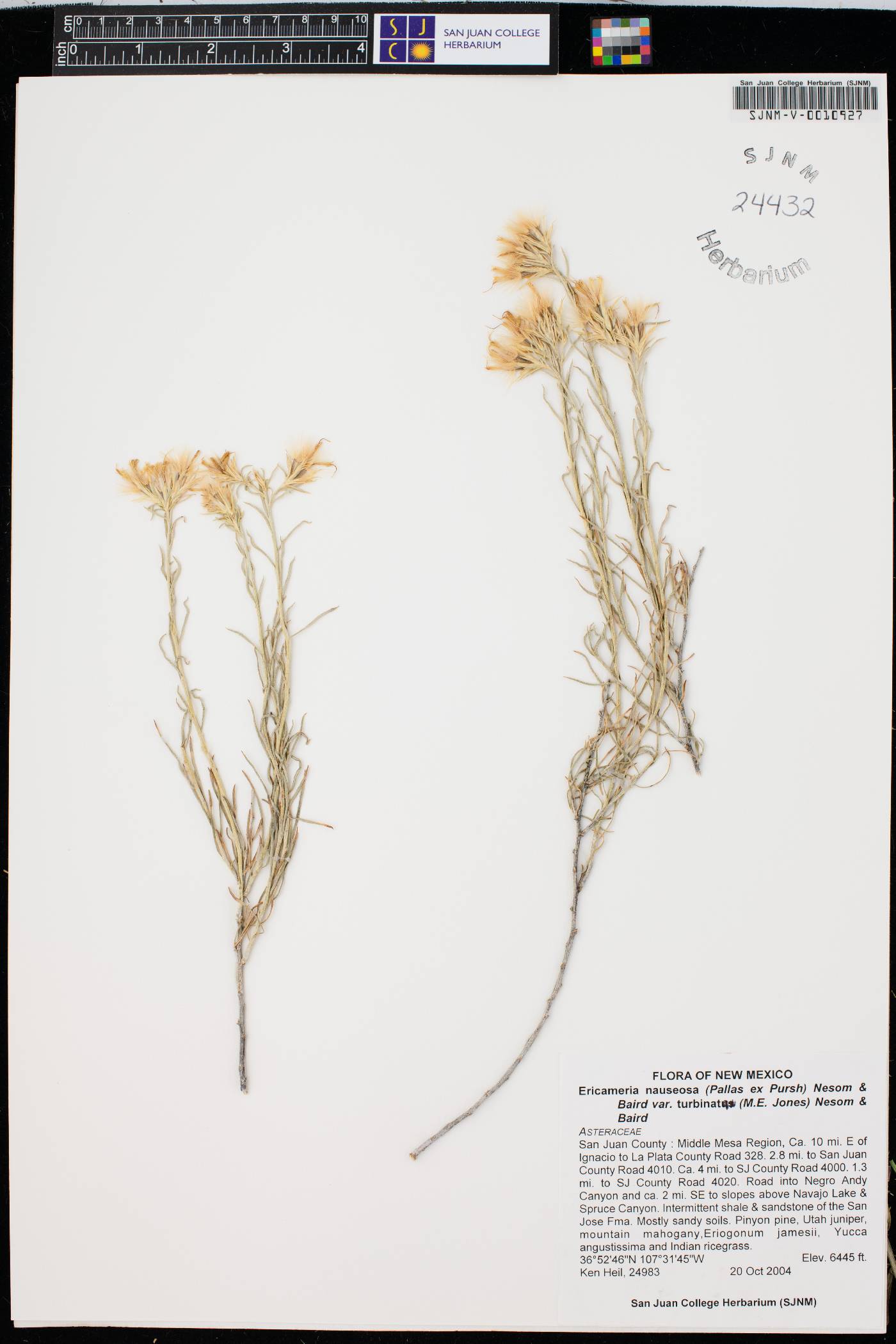 Ericameria nauseosa var. turbinata image