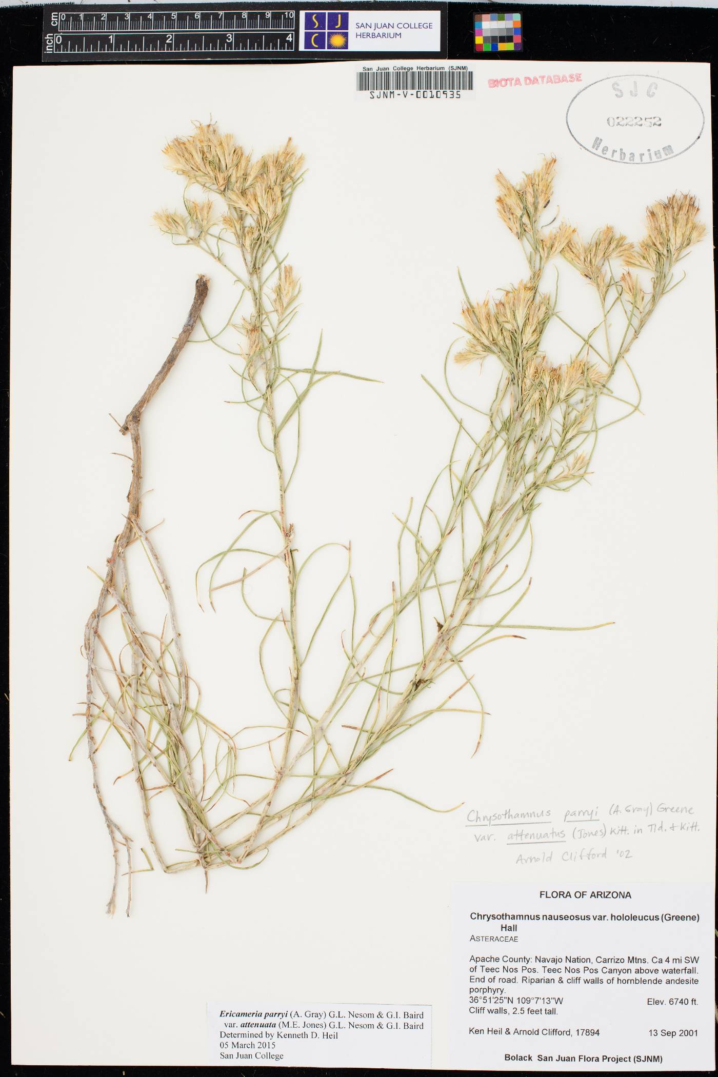 Ericameria parryi var. attenuata image