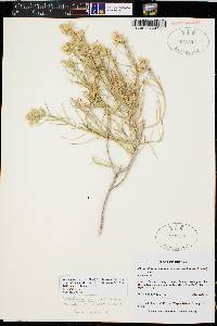 Ericameria parryi var. attenuata image