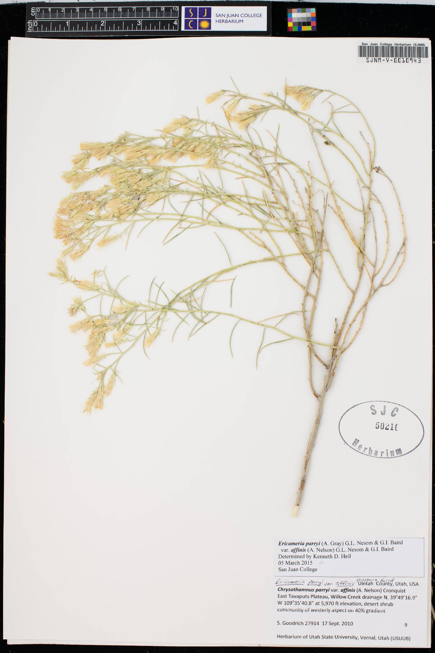 Ericameria parryi var. affinis image