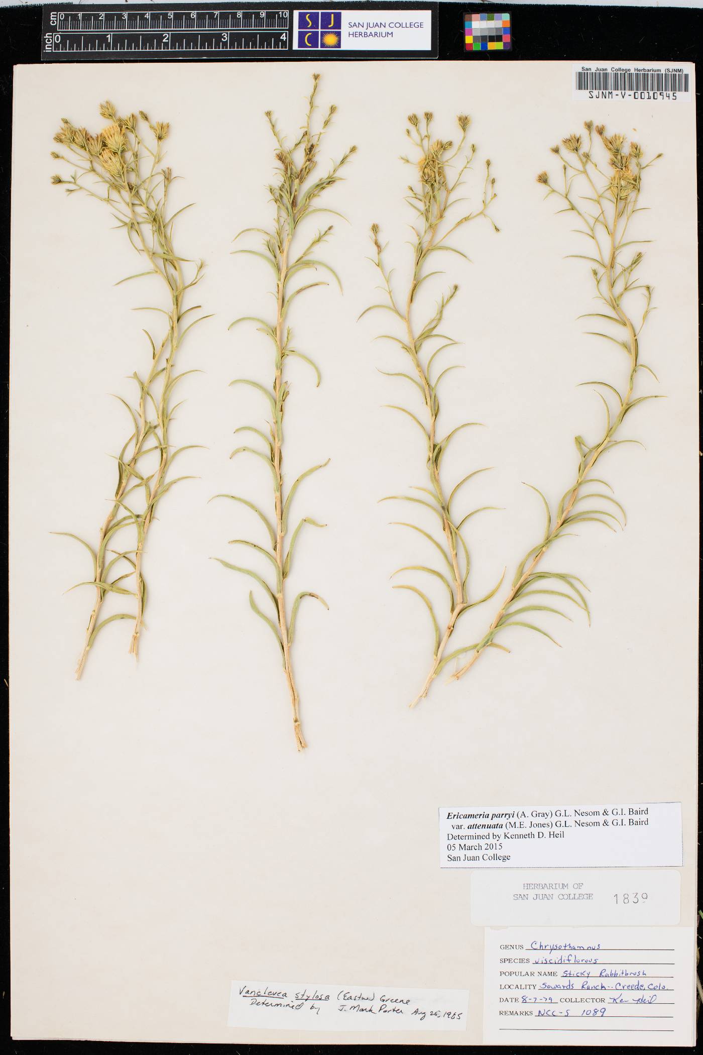 Ericameria parryi var. attenuata image