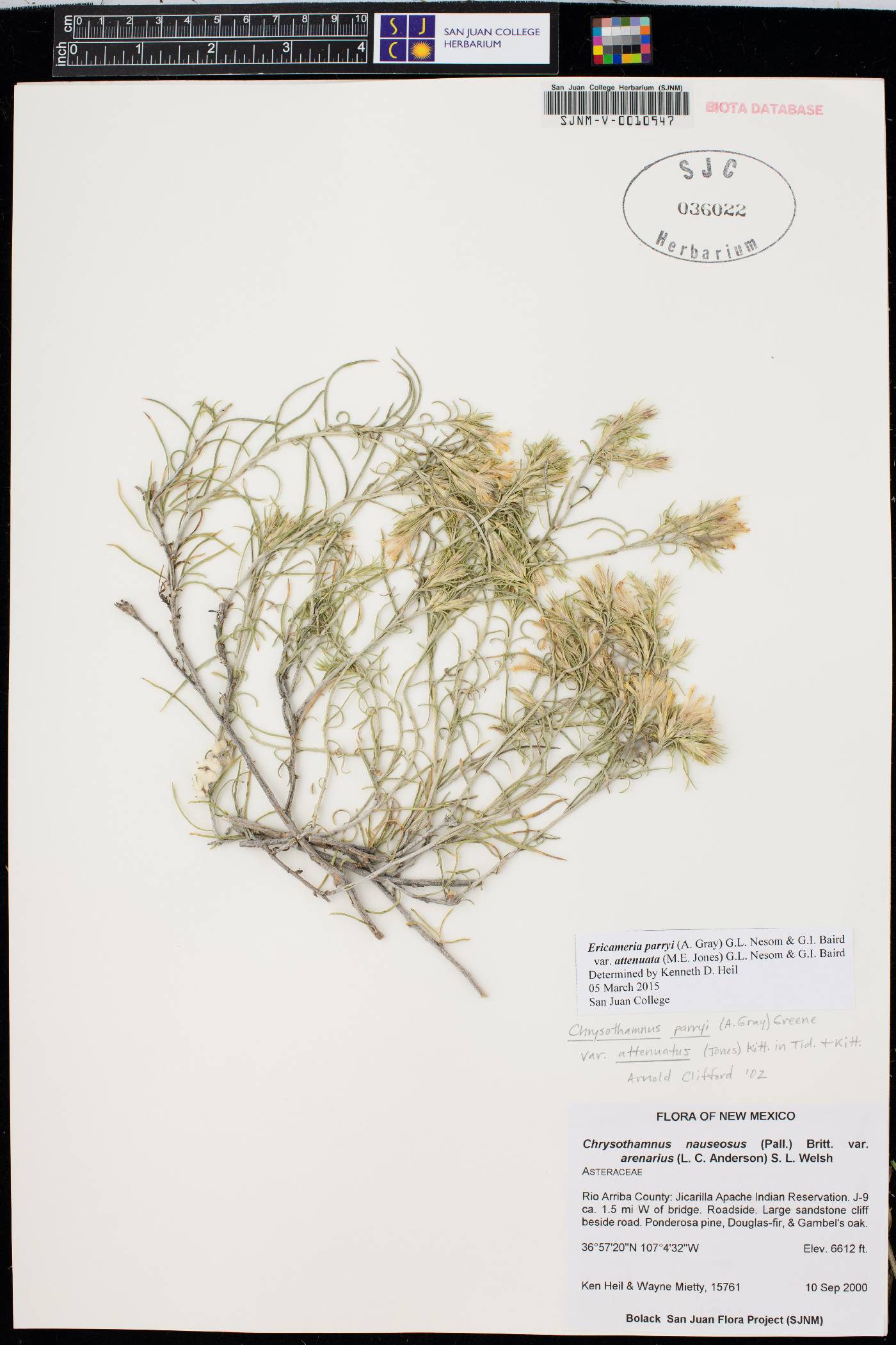 Ericameria parryi var. attenuata image