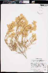 Ericameria parryi image