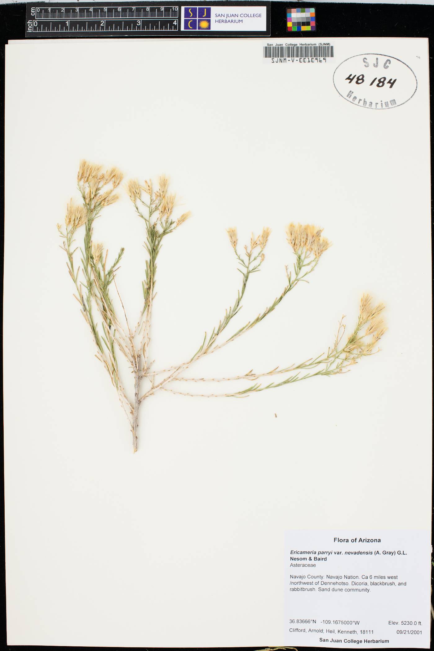 Lorandersonia pulchella image