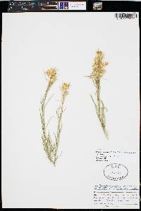 Ericameria parryi var. parryi image