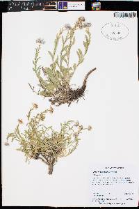 Oenothera cespitosa subsp. marginata image