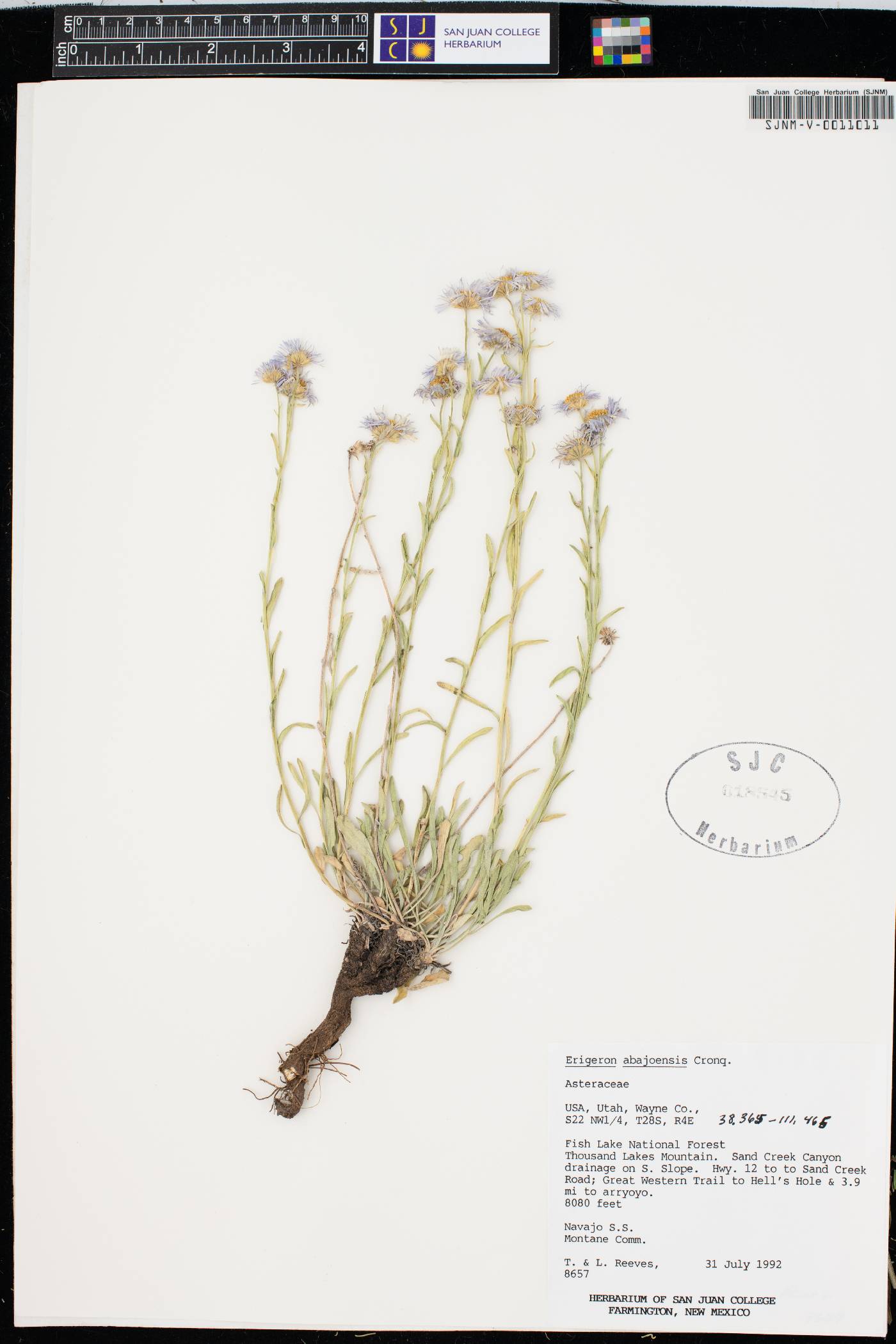 Erigeron abajoensis image