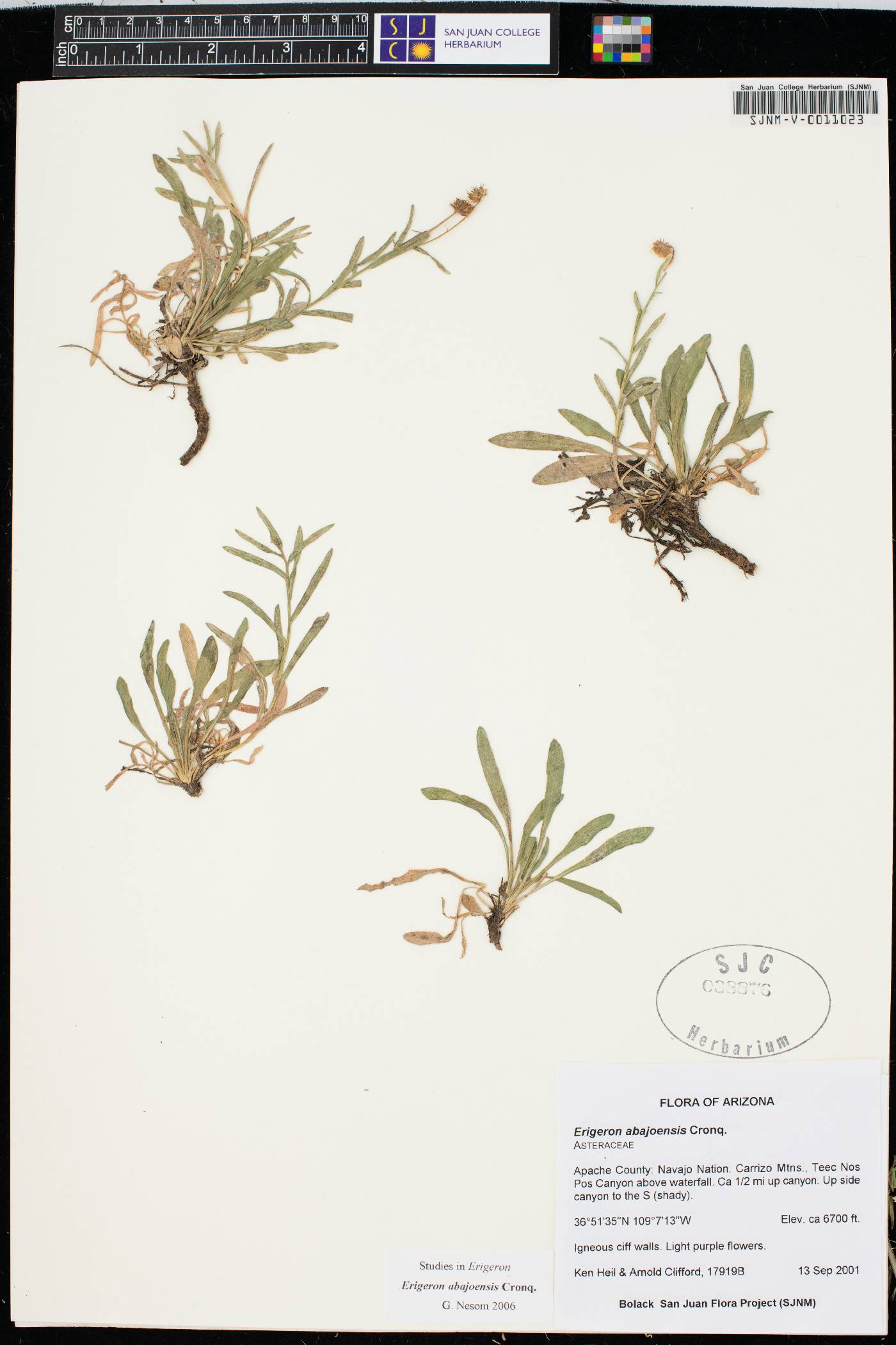 Erigeron abajoensis image