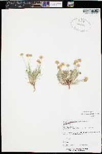 Erigeron aphanactis image