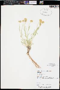 Erigeron aphanactis image