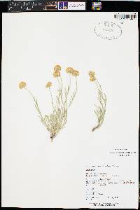 Erigeron aphanactis image