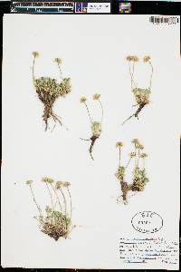 Erigeron compositus image