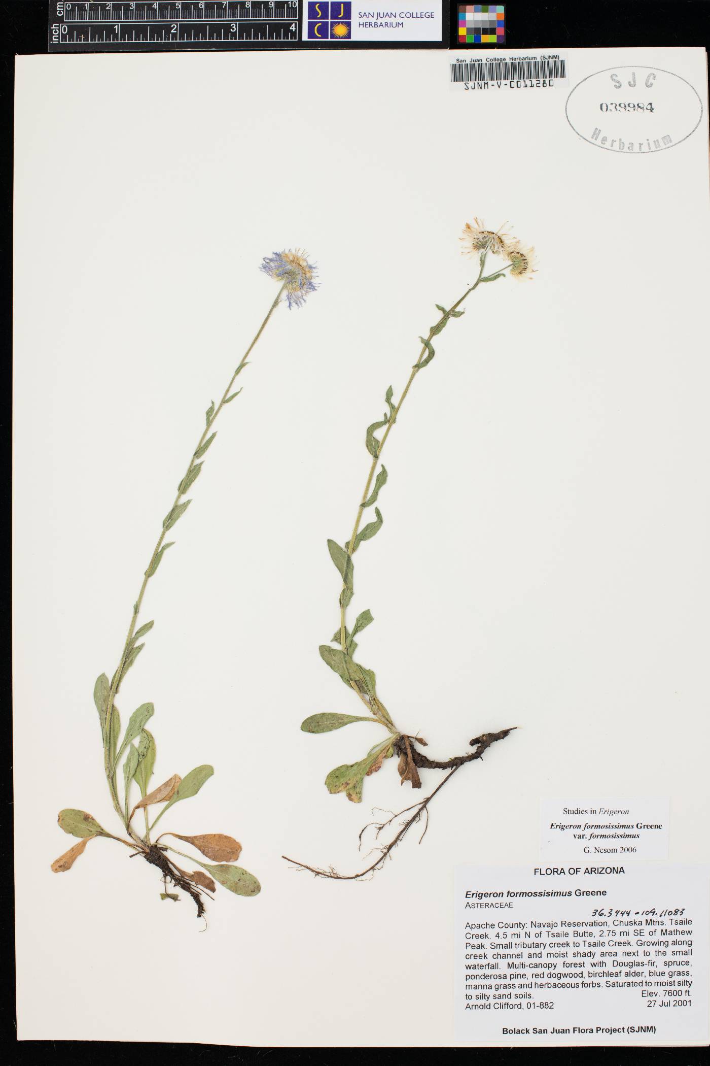 Erigeron formosissimus var. formosissimus image