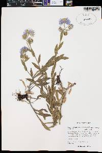 Erigeron formosissimus var. formosissimus image