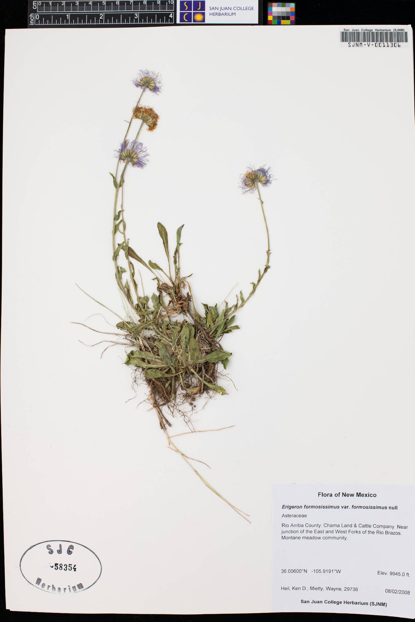 Erigeron formosissimus var. formosissimus image