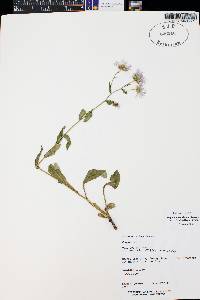 Erigeron formosissimus image