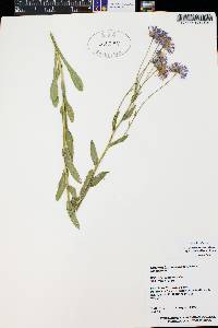 Erigeron formosissimus var. viscidus image