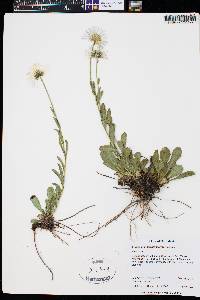 Erigeron formosissimus image