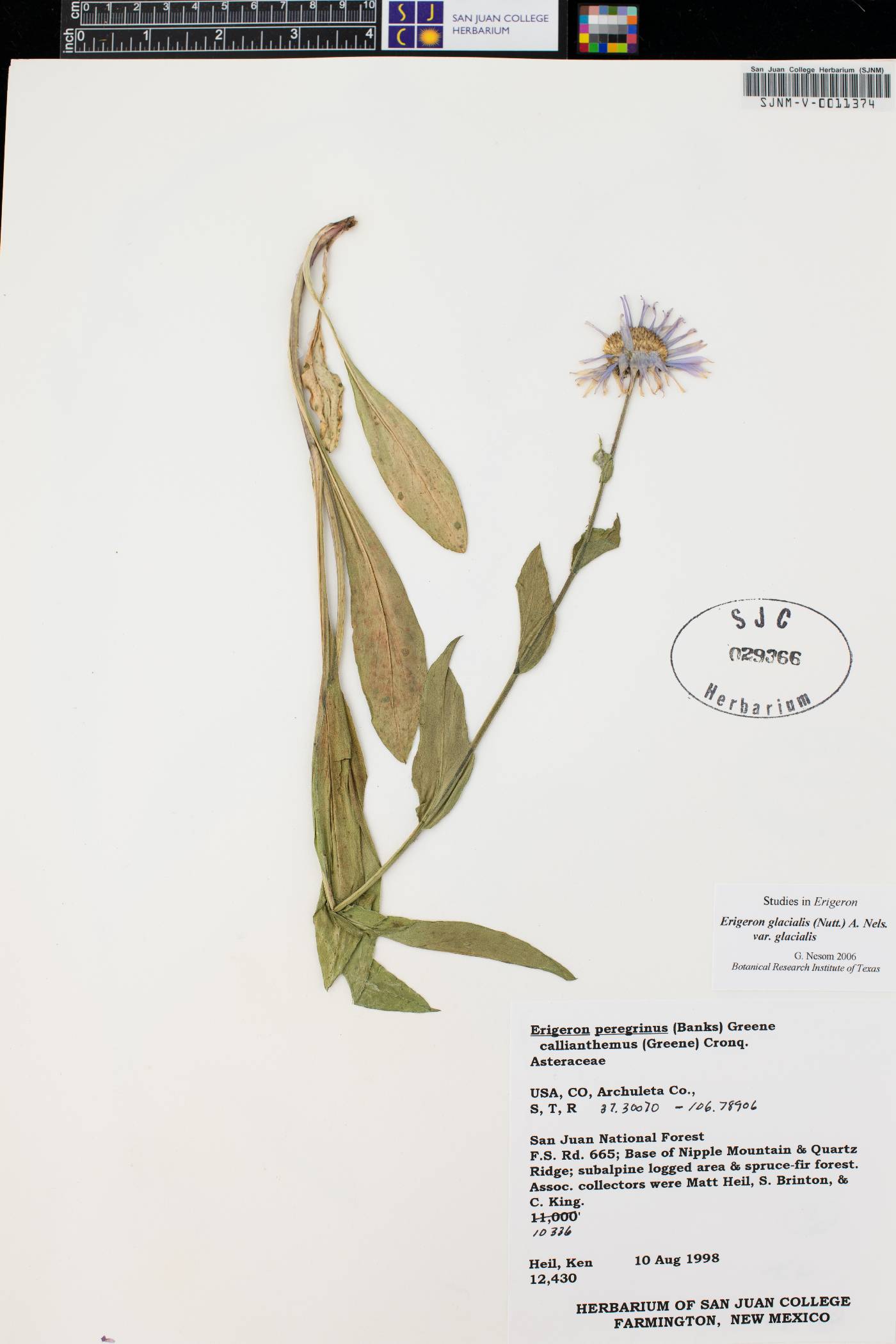 Erigeron glacialis var. glacialis image