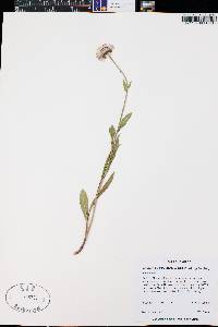 Erigeron glacialis var. glacialis image