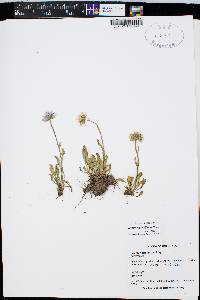 Erigeron grandiflorus image