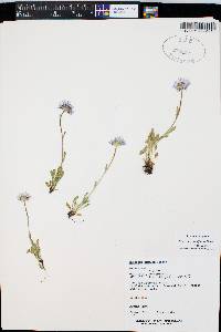 Erigeron grandiflorus image